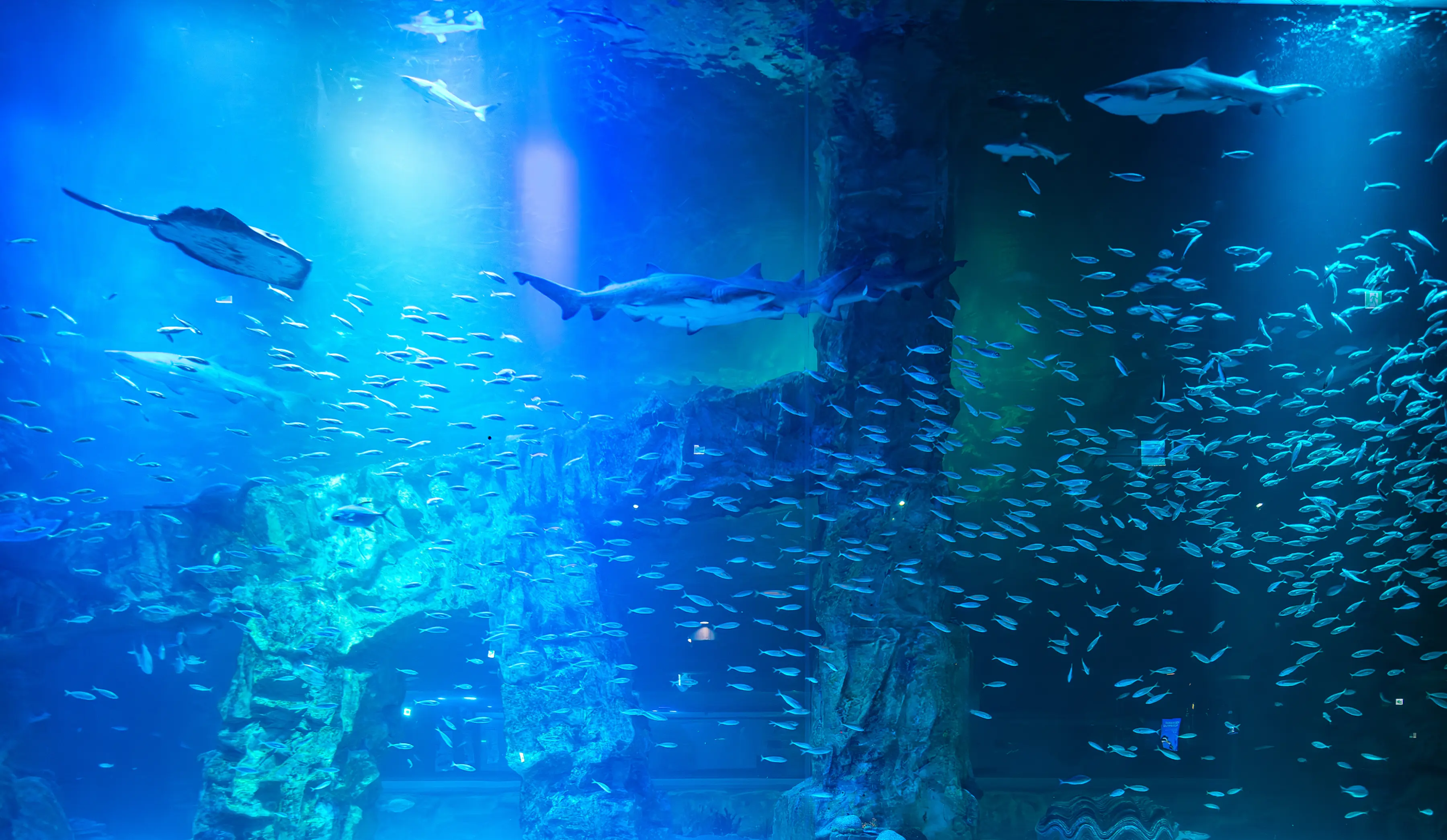 乐天世界水族馆主水槽：鲨鱼与鱼群；官方水族馆页面公开图，非旅行日实时人流